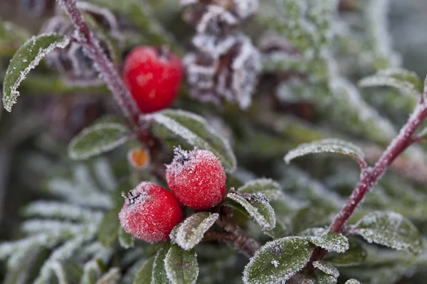 Baies rouges d'hiver avec givre — Photo