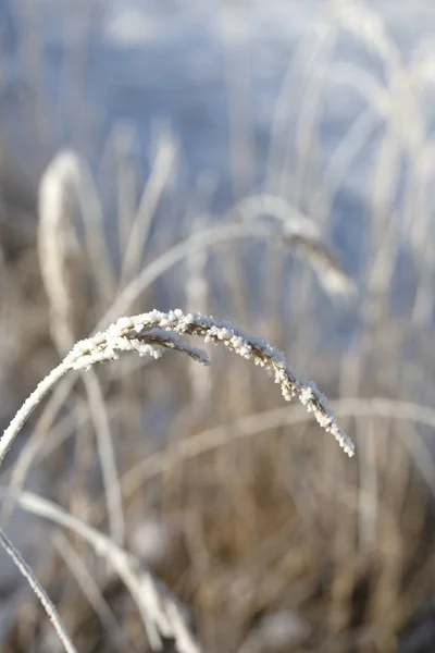 Plantes givrées délicates en plein jour — Photo