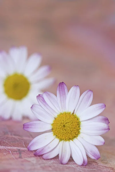 Белые и розовые ромашки — стоковое фото