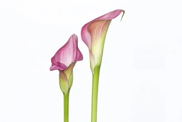 Pink Calla Flowers закрываются — стоковое фото