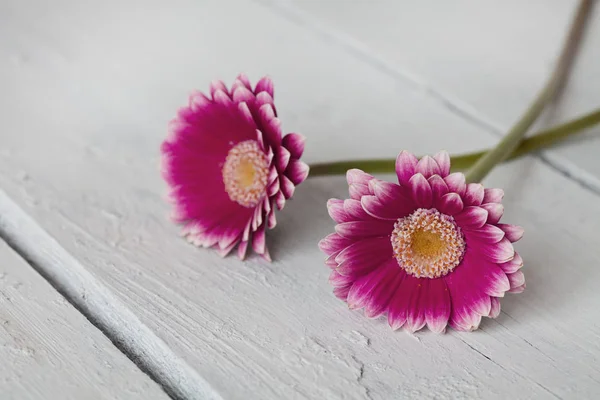 Gerbera Çiçekleriyle Hayat — Stok fotoğraf