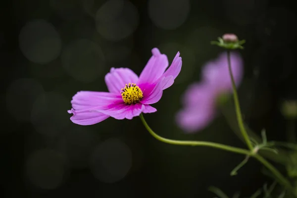 Pink Cosmea Flower Across Black — стоковое фото