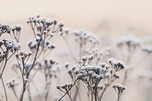 Zerbrechliche trockene Pflanzen an einem frostigen Wintermorgen — Stockfoto