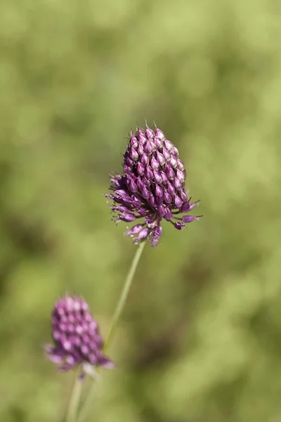 Flores de trébol en luz de verano — Foto de Stock