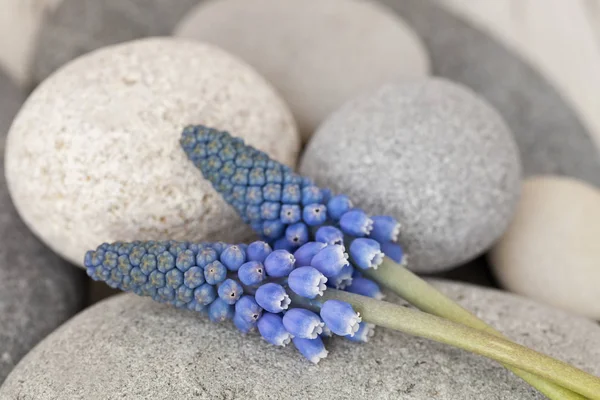 Blume der blauen Muscari-Trauben-Hyazinthe — Stockfoto