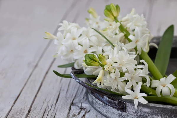 Stillleben mit kleinen weißen Frühlingsblumen — Stockfoto