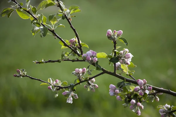 Narin Elma Çiçeği İlkbaharda — Stok fotoğraf
