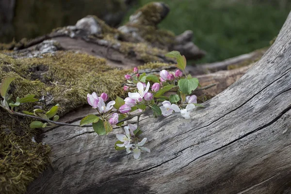 Délicate fleur de pomme au printemps — Photo