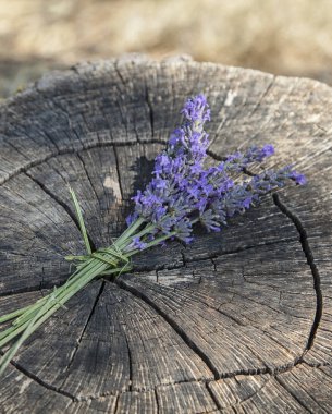 Ağaç Gövdesinde Lavanta Çiçeği Paketi
