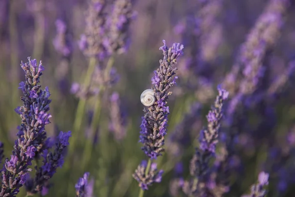 Fleurs De Lavande Et Escargot En Provence Sud De La France — Photo