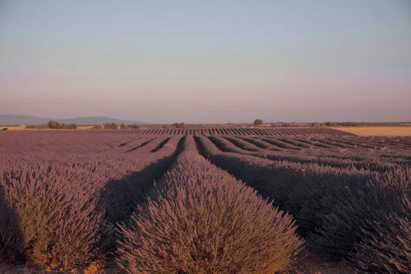 Champs de lavande en Provence Sud de la France — Photo