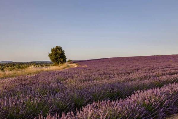 Champs de lavande en Provence Sud de la France — Photo