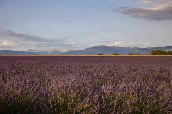 Fleurs De Lavande En Provence Sud De La France — Photo