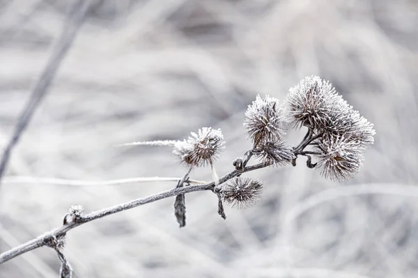 Zarte gefrostete Pflanzen an einem kalten Wintertag — Stockfoto