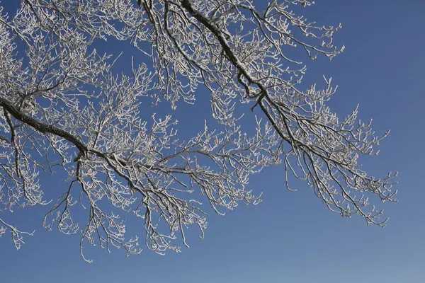 Snö täckta kvistar över blå himmel — Stockfoto