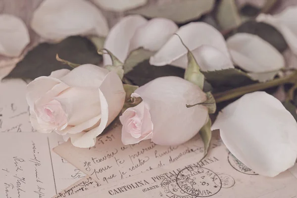 Pastel suave rosas românticas ainda vida — Fotografia de Stock