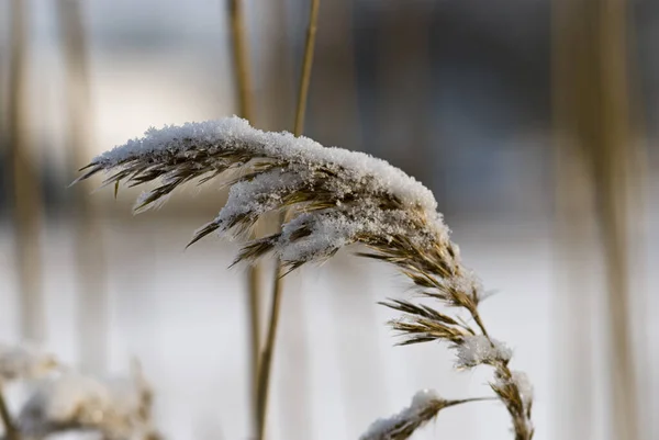 Plantes délicates givrées par une journée froide d'hiver — Photo