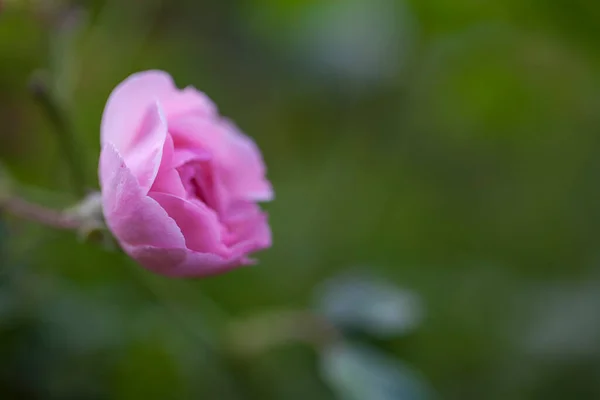 Rosa Jardín Rosa Primer plano —  Fotos de Stock