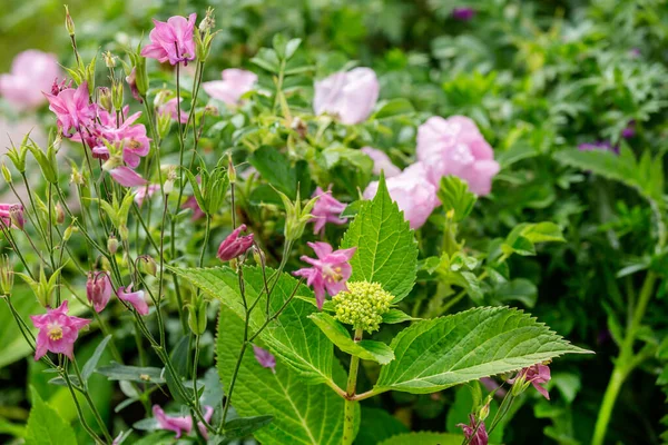 Fiori estivi e verde fresco — Foto Stock