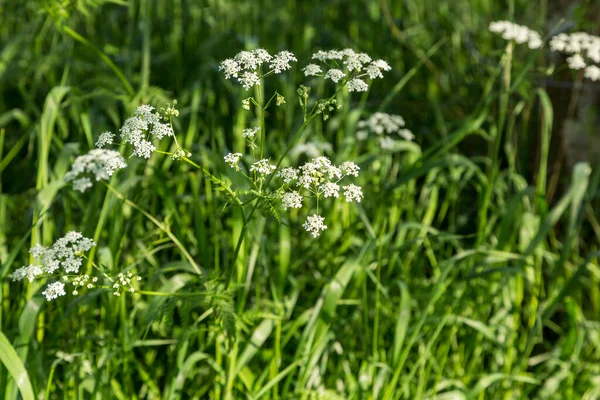 Fleurs sauvages et herbe en gros plan — Photo