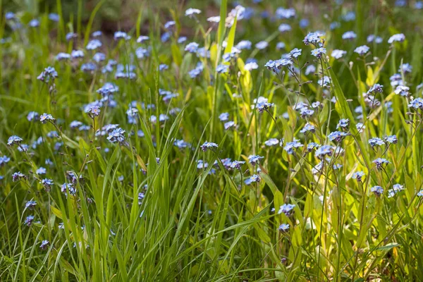Azul Esqueça-me Não Flores Em Sol — Fotografia de Stock