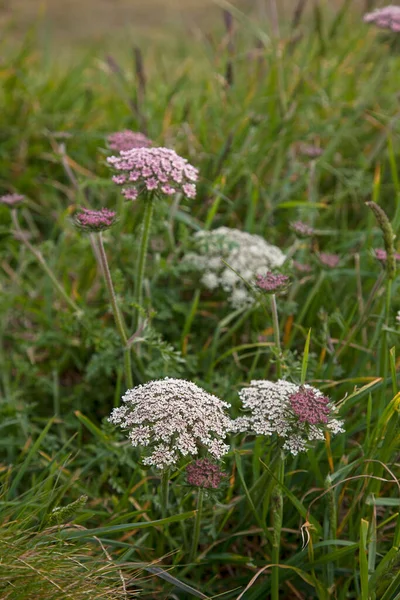 Close Up Of Wild Parsley — 스톡 사진