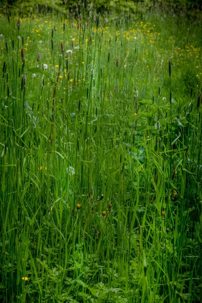 Fresh Green Grass In Spring — Stock Photo, Image