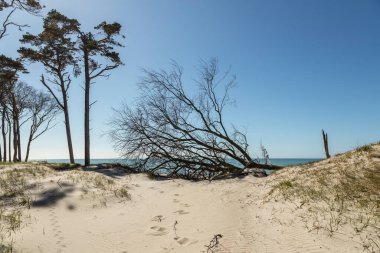 Almanya 'nın kuzeydoğusunda güneşli bir bahar gününde Mecklenburg-Vorpommern' in Baltık Denizi kıyılarında çekilmiş plaj manzarası