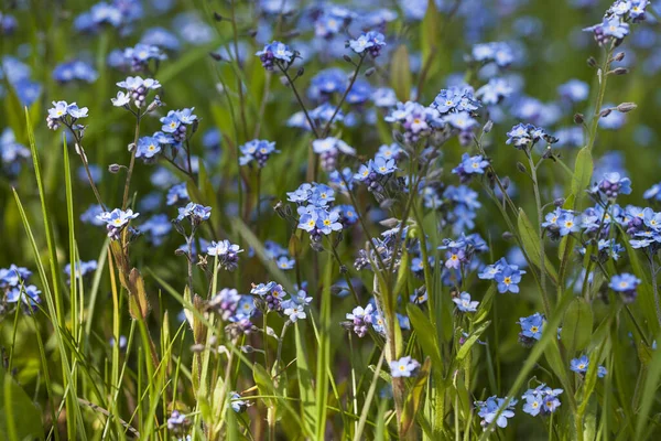 Tiny Little Forget Flowers Sunlight Spring Perfect Greeting Card Gift — Stock Photo, Image