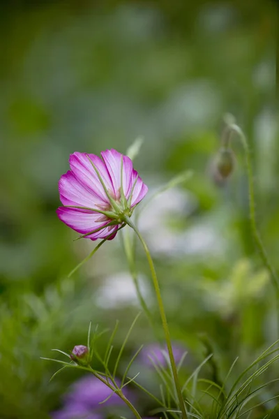 Sommerblumen Eingefangen Meinem Landgarten Einem Klaren Tag Perfekt Für Eine — Stockfoto