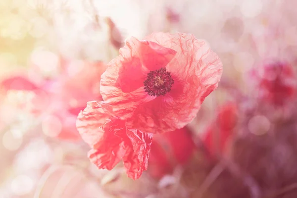 粉色罂粟花在浪漫柔和的光线下 非常适合贺卡 礼品袋或日历图像 — 图库照片