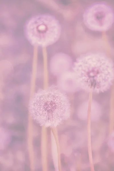 Flauschige Löwenzahnblüten Auf Einer Wiese Surreal Rosa Licht — Stockfoto