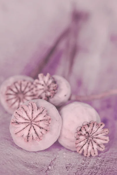 Close Dry Poppy Capsules Distressed Wood — Stock Photo, Image