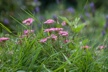 Yaz çiçeklerini bir çayırda kapat, tebrik kartı, hediye kutusu ya da takvim resmi için mükemmel.