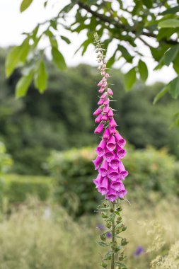 Güzel pembe yüksükler çiçek açar, açık bir günde bahçemde yakalanır, bir tebrik kartı, hediye kutusu ya da takvim resmi için mükemmel olur.