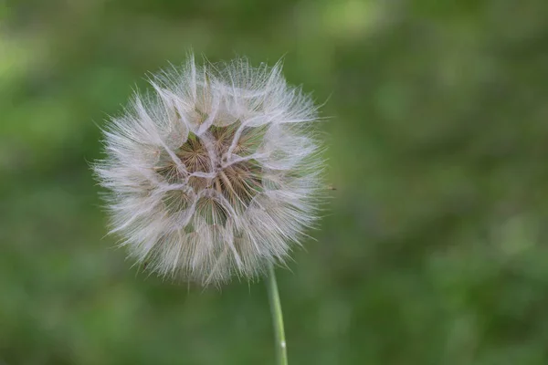 淡淡的蒲公英花穿过绿草 可爱的夏季照片 完美的贺卡 日历图像或礼品袋 — 图库照片