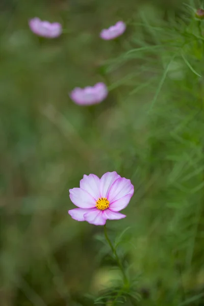Delicate Pink White Cosmea Flower Green Grass Lovley Summer Pic — Stock Photo, Image