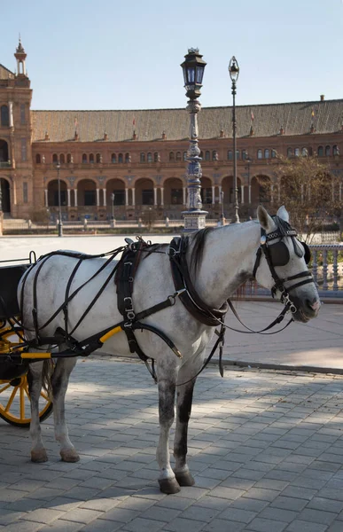 Carriage Horse In Spanish City — Stock Photo, Image