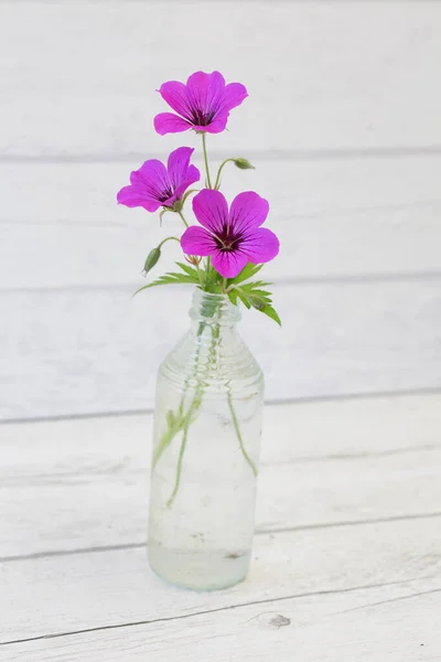 まだ小さなピンクの花と生活 — ストック写真