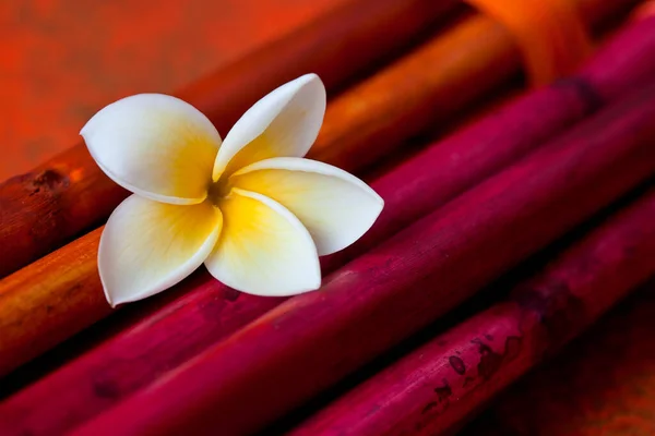 Zen Style Νεκρή φύση με Plumeria — Φωτογραφία Αρχείου