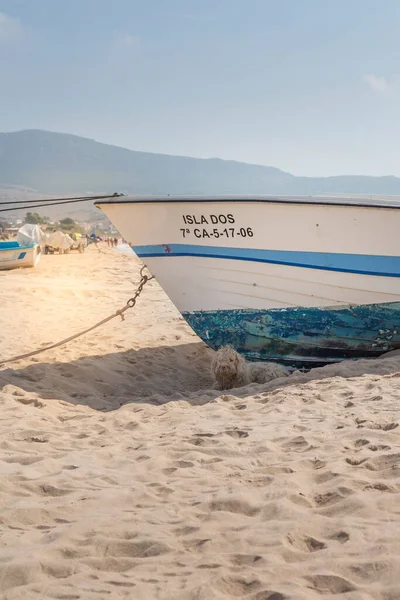 在西班牙安达卢西亚海滩的树阴下休息的渔船和狗 — 图库照片