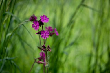 Taze yeşil çimenlikteki narin pembe bahçe çiçekleri, tebrik kartı, hediye paketi veya takvim resmi için mükemmel.
