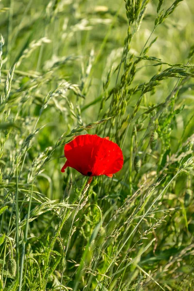 Kluiten Van Papaverbloem Een Landelijk Landschap Noord Duitsland Perfect Voor — Stockfoto