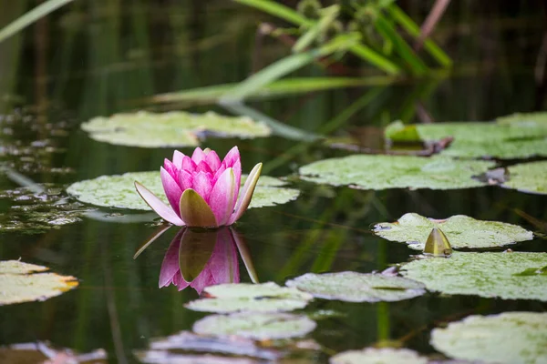 Roze Waterlelie Een Vijver Perfect Voor Een Wenskaart Geschenkdoos Kalenderafbeelding — Stockfoto