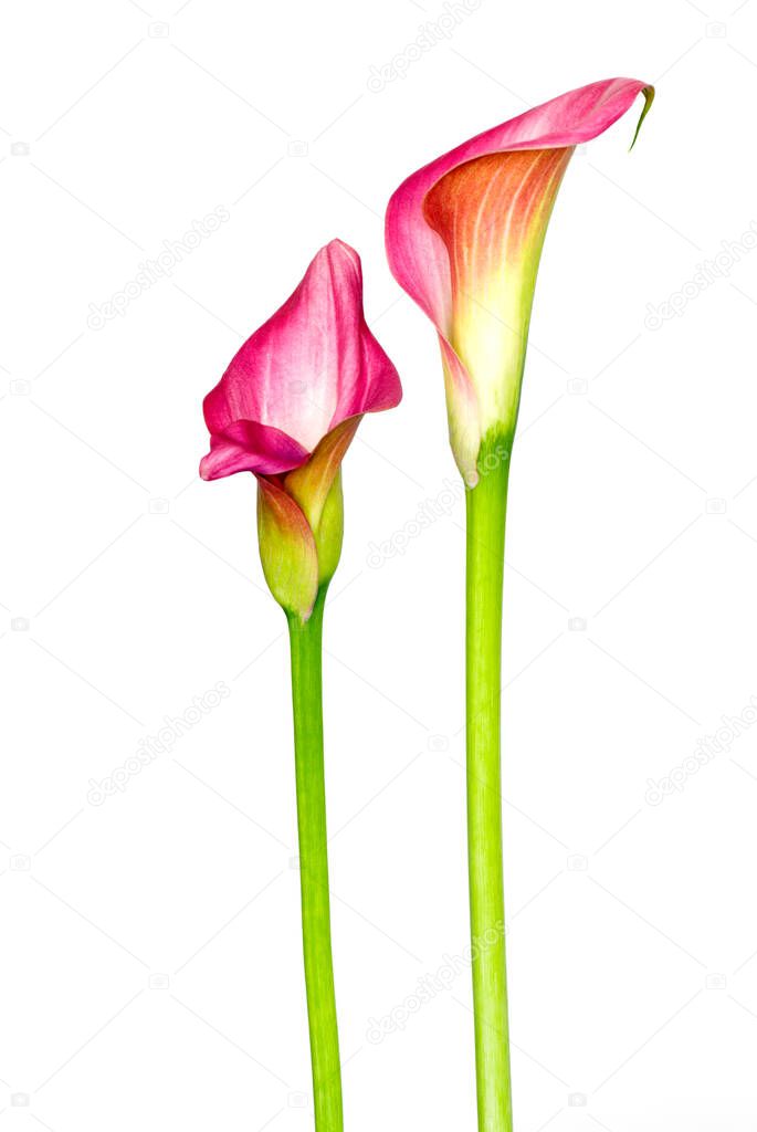 lovely pink calla flowers on white background