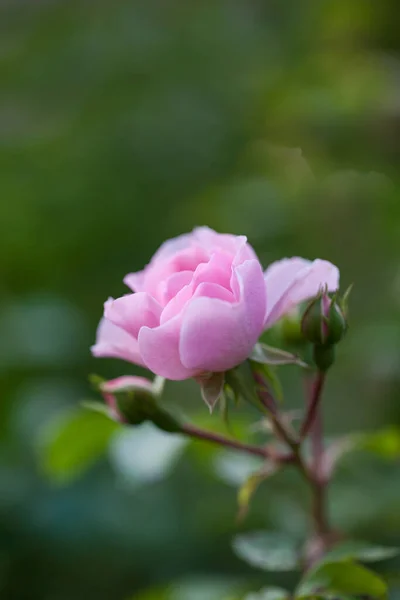 Primo Piano Bella Rosa Giardino Rosa Pastello Perfetto Biglietto Auguri — Foto Stock