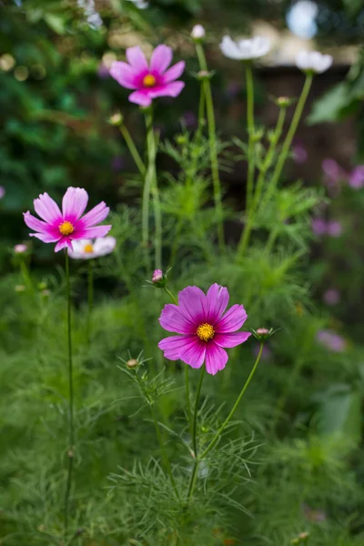 Sommerblumen Eingefangen Meinem Landgarten Einem Klaren Tag Perfekt Für Eine — Stockfoto