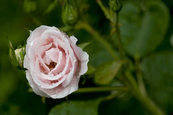 Rosa Pastel Jardín Perfecto Para Una Tarjeta Felicitación Caja Regalo —  Fotos de Stock