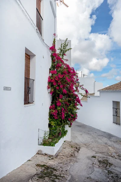 Sumptuous Pink Flowers Narrow Alleys One White Villages Andalusa South — Stock Photo, Image