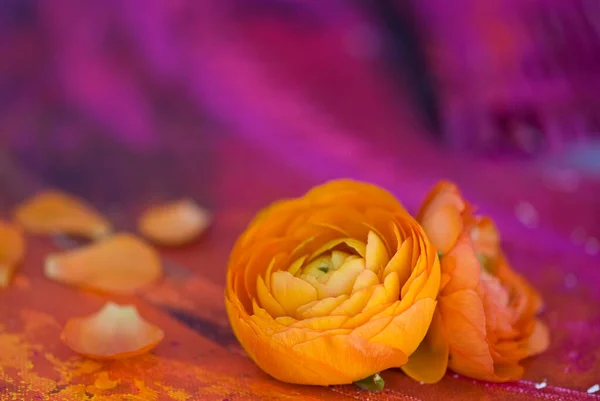 ピンクの背景に鮮やかなオレンジ色のランクラスの花はまだ生活 グリーティングカードに最適です ギフトボックスやカレンダー画像 — ストック写真